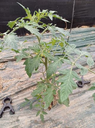 전원수님의 토마토 · 영농일지 작성글 사진