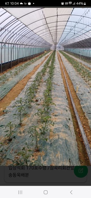 전원수님의 토마토 · 영농일지 작성글 사진