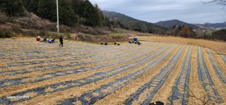 귀촌의꿈님의 파 · 영농일지 작성글 사진