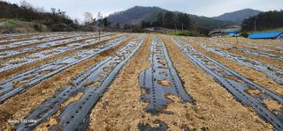 귀촌의꿈님의 파 · 영농일지 작성글 사진