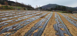 귀촌의꿈님의 파 · 영농일지 작성글 사진