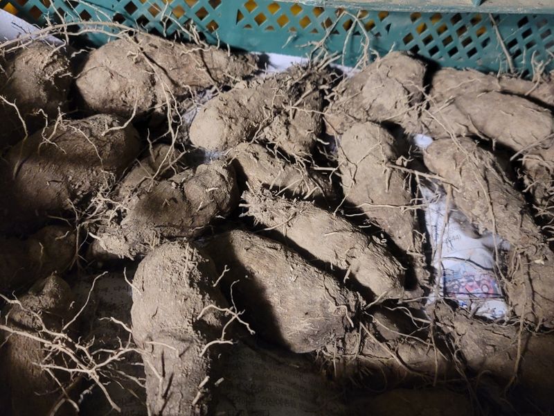 장터 상품 [둥근마히앗] 썸네일