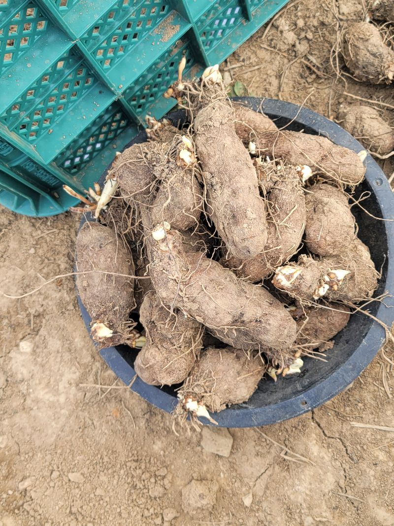 둥근마지기님의 장터 판매 상품 [둥근마히앗] 첨부 사진