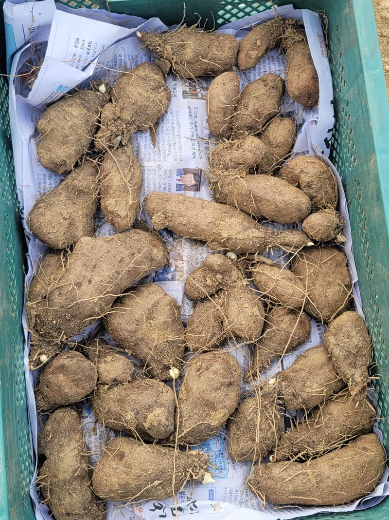 둥근마지기님의 장터 판매 상품 [둥근마히앗] 첨부 사진