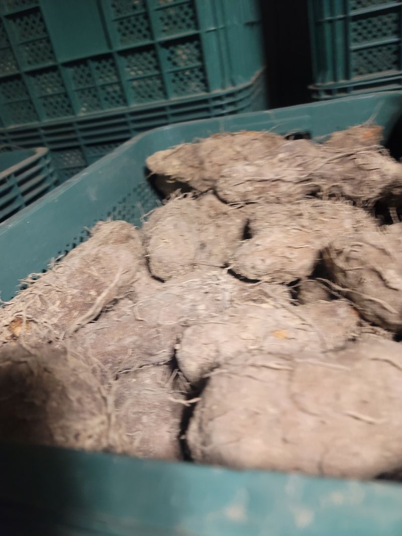 장터 상품 [둥근마] 썸네일