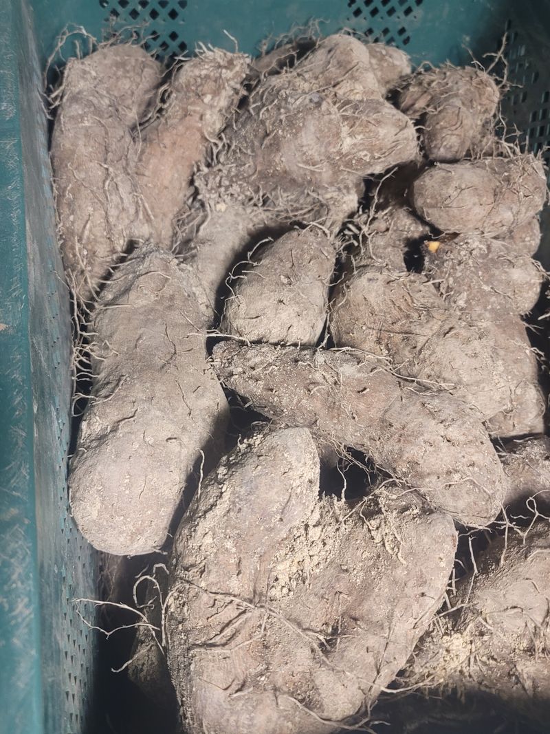 둥근마지기님의 장터 판매 상품 [둥근마] 첨부 사진