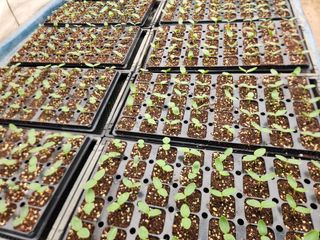 알 수 없음님의 오이 · 자유게시판 작성글 사진