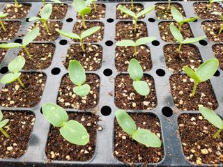 알 수 없음님의 오이 · 자유게시판 작성글 사진