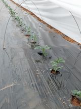 팜모닝 기타작물·영농일지 게시글 이미지