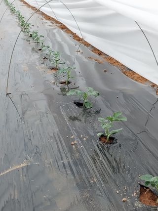 정양면 님의 기타작물 · 영농일지 작성글 사진