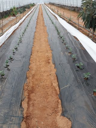 정양면 님의 기타작물 · 영농일지 작성글 사진