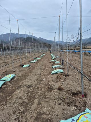 사과와곶감님의 사과 · 영농일지 작성글 사진