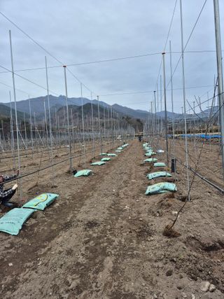 사과와곶감님의 사과 · 영농일지 작성글 사진