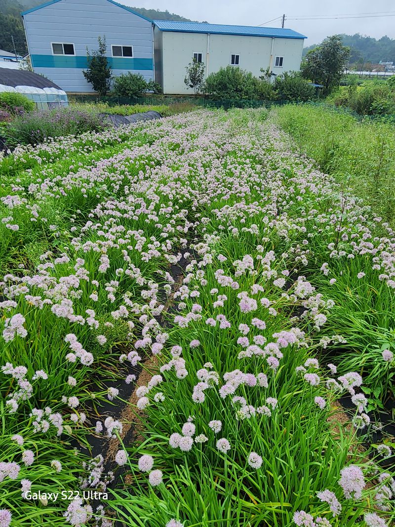 약초원 김종군님의 장터 판매 상품 [두메부추+와송즙60포1박스] 첨부 사진