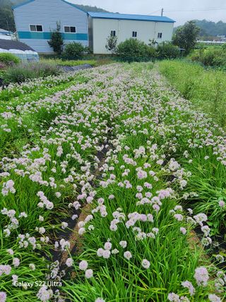 약초원 김종군님의 작성글 사진