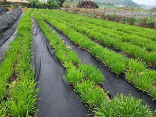 약초원 김종군님의 작성글 사진