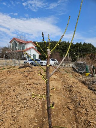 호박12662님의 매실 · 영농일지 작성글 사진