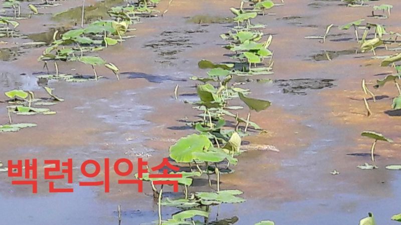 백련지기님의 장터 판매 상품 [연근종근ㅡ연모종] 첨부 사진