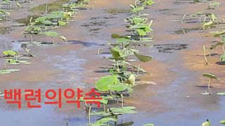 백련지기님의 작성글 사진