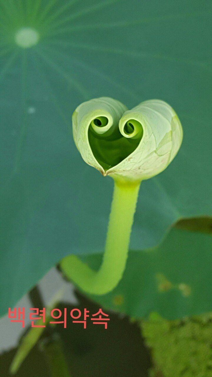 백련지기님의 장터 판매 상품 [연근종근ㅡ연모종] 첨부 사진