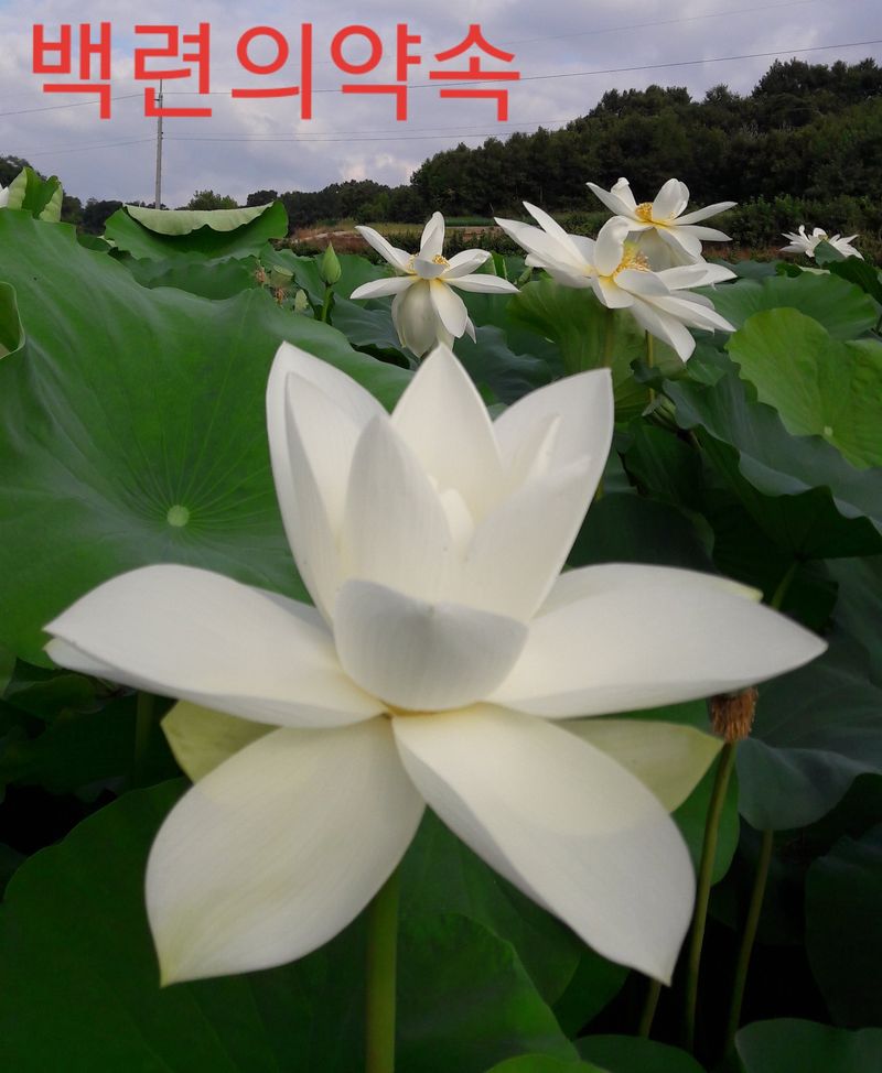 백련지기님의 장터 판매 상품 [연근종근ㅡ연모종] 첨부 사진