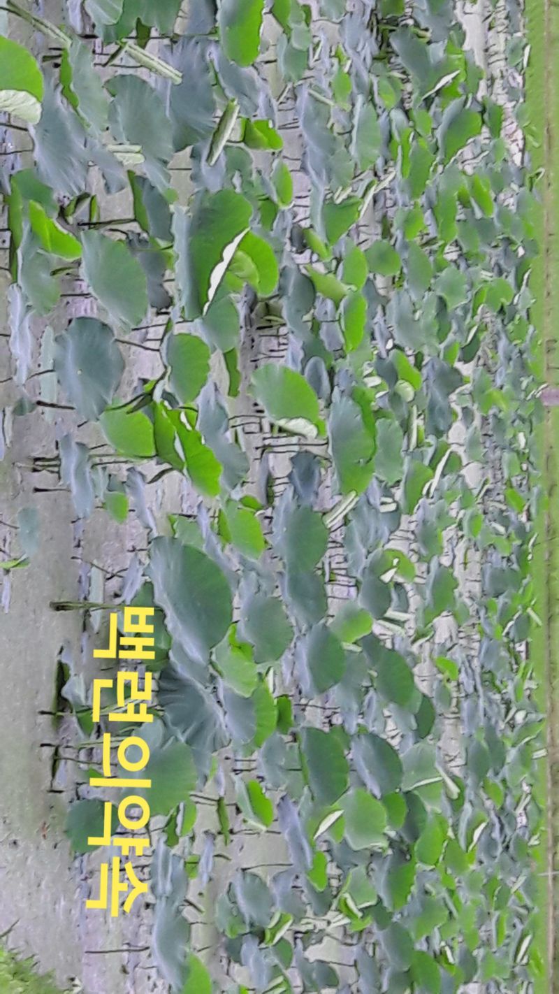 백련지기님의 장터 판매 상품 [연근종근ㅡ연모종] 첨부 사진