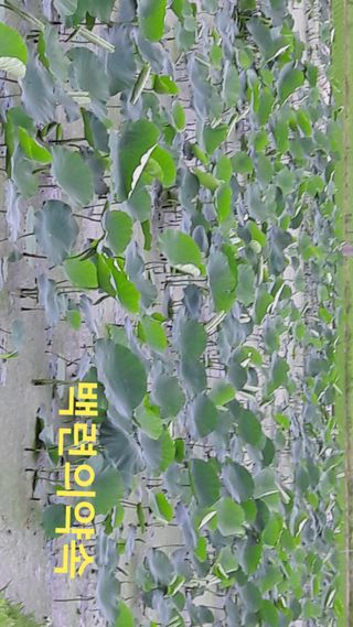 백련지기님의 작성글 사진