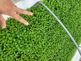 김영진(전남영광)님의 고추 · 품종•종자 작성글 사진