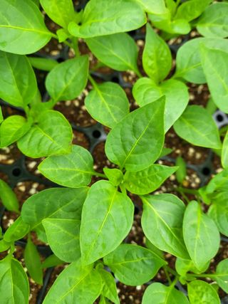 김영진(전남영광)님의 고추 · 품종•종자 작성글 사진