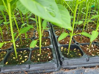 김영진(전남영광)님의 고추 · 품종•종자 작성글 사진