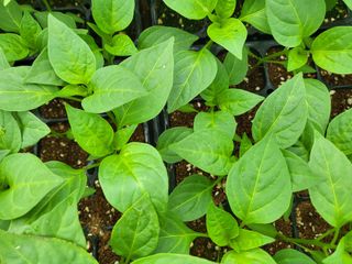 김영진(전남영광)님의 고추 · 품종•종자 작성글 사진