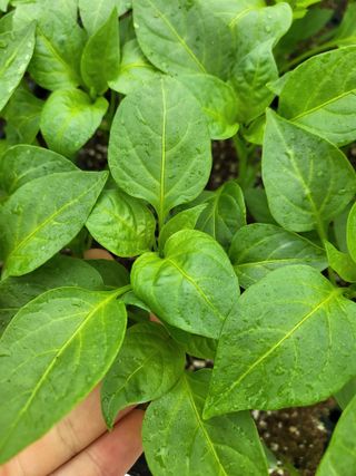 김영진(전남영광)님의 고추 · 품종•종자 작성글 사진