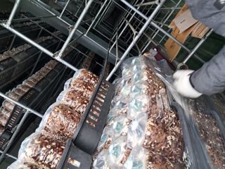 제현숙드림버섯농장님의 자유주제 · 자유게시판 작성글 사진