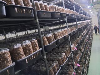 제현숙드림버섯농장님의 자유주제 · 자유게시판 작성글 사진