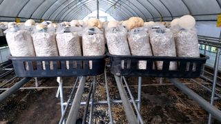 제현숙드림버섯농장님의 자유주제 · 자유게시판 작성글 사진