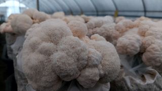 제현숙드림버섯농장님의 자유주제 · 자유게시판 작성글 사진