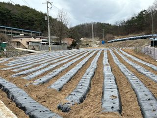 이재운님의 감자 · 영농일지 작성글 사진