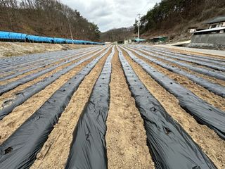 이재운님의 감자 · 영농일지 작성글 사진