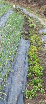 팜모닝 자유주제·자유게시판 게시글 이미지