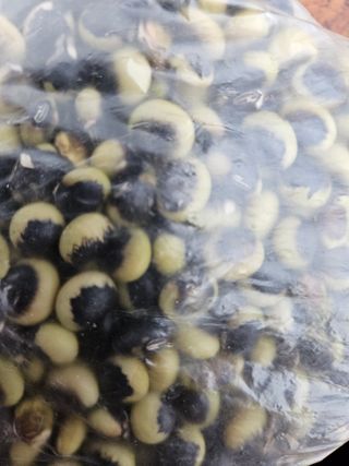 부지런하고싶은농부님의 농사, 무엇이든 물어보세요! · 참여글 작성글 사진