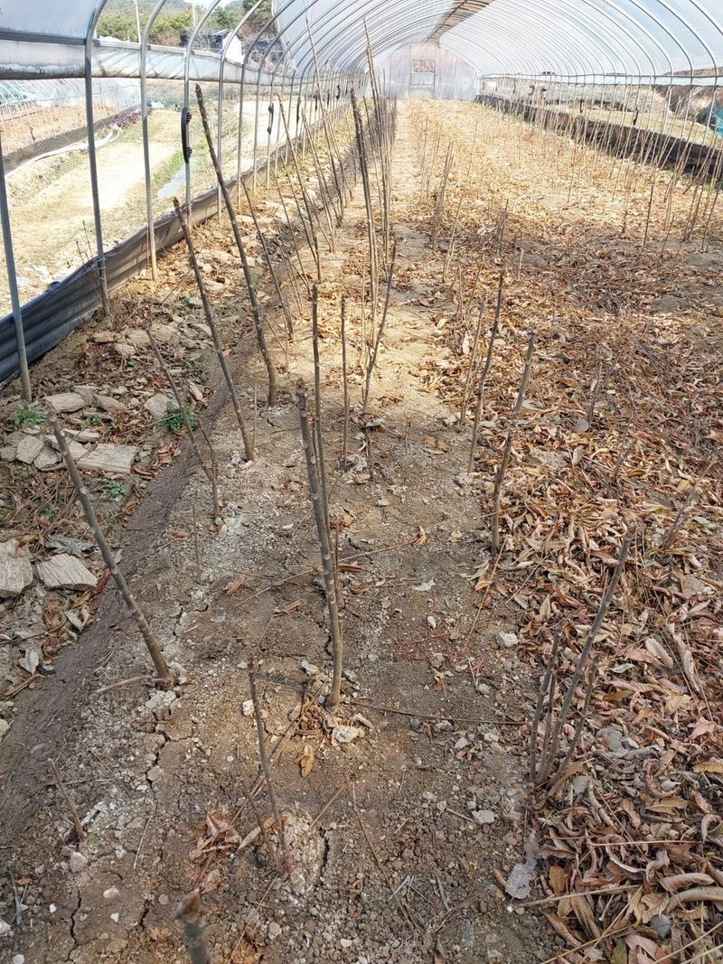 장터 상품 [토종가죽묘목판매합니다] 썸네일