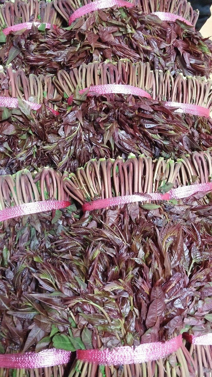 우창수님의 장터 판매 상품 [토종가죽묘목판매합니다] 첨부 사진