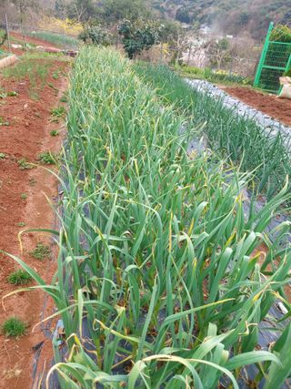 얼큰이님의 마늘 · 병해충상담 작성글 사진