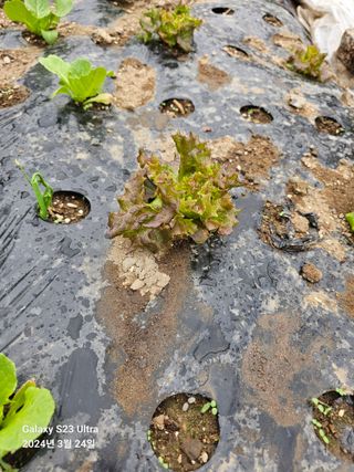강성열님의 자유주제 · 사진전 작성글 사진