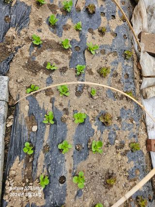 강성열님의 자유주제 · 사진전 작성글 사진