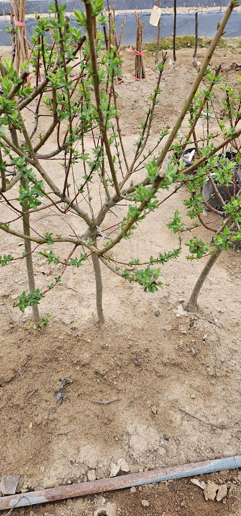 뿌리묘목농원님의 장터 판매 상품 [플라밍고 셀릭스 3년생 분묘 ] 첨부 사진