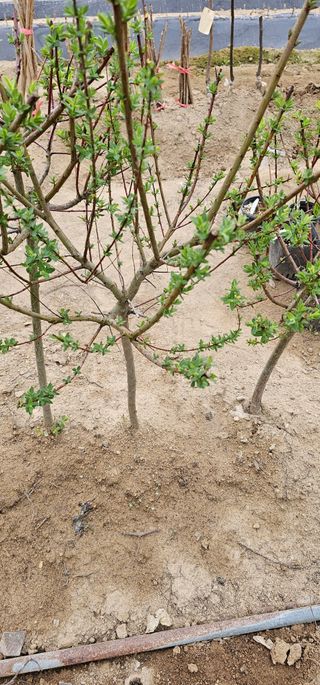 뿌리묘목농원님의 작성글 사진