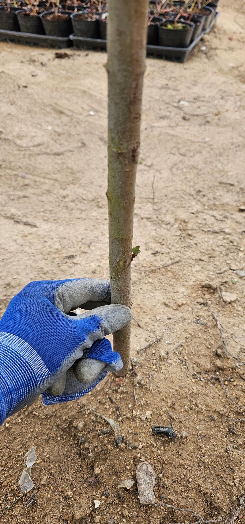 뿌리묘목농원님의 장터 판매 상품 [플라밍고 셀릭스 3년생 분묘 ] 첨부 사진