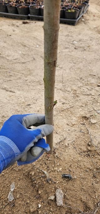 뿌리묘목농원님의 작성글 사진