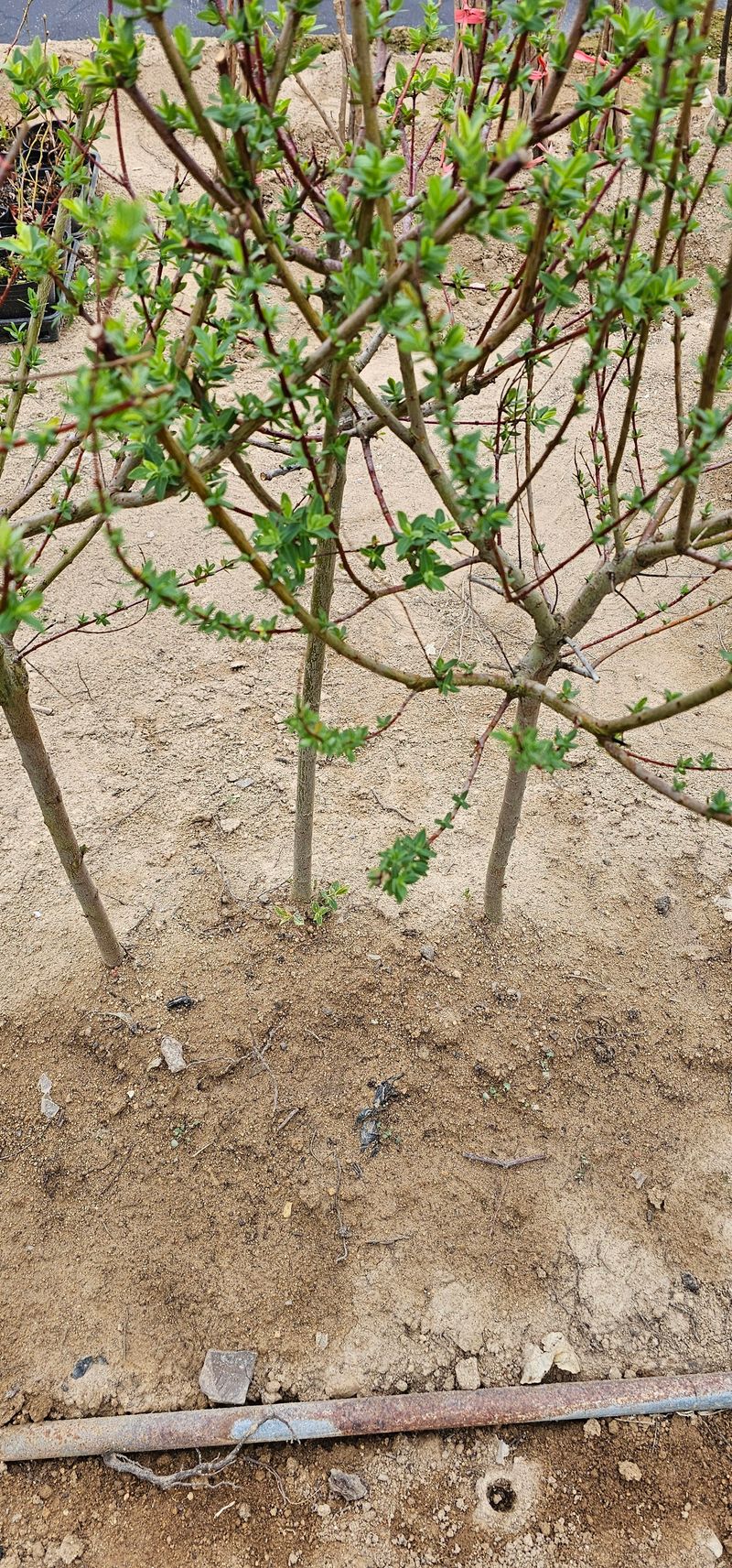 뿌리묘목농원님의 장터 판매 상품 [플라밍고 셀릭스 3년생 분묘 ] 첨부 사진